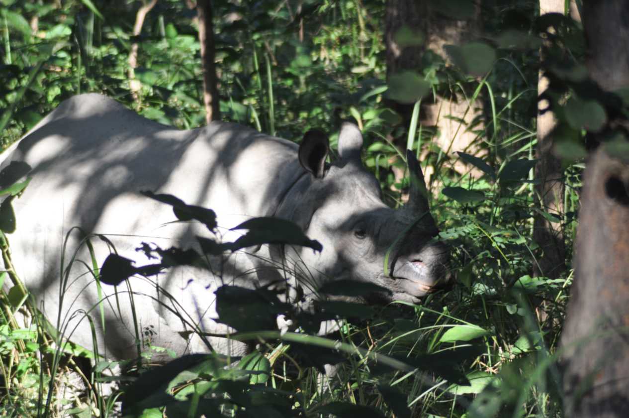 21-057 Chitwan