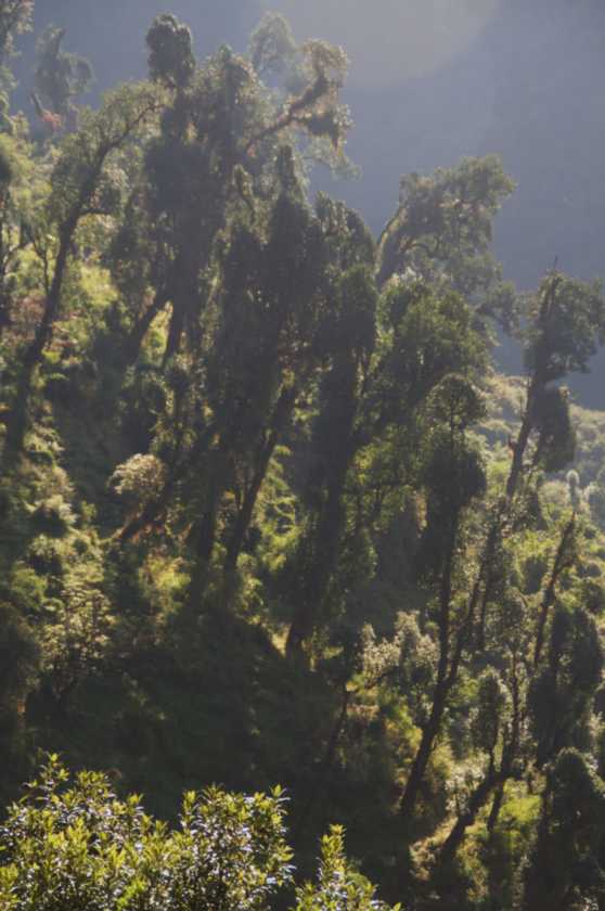 11-022 Chomrong-Himalaya