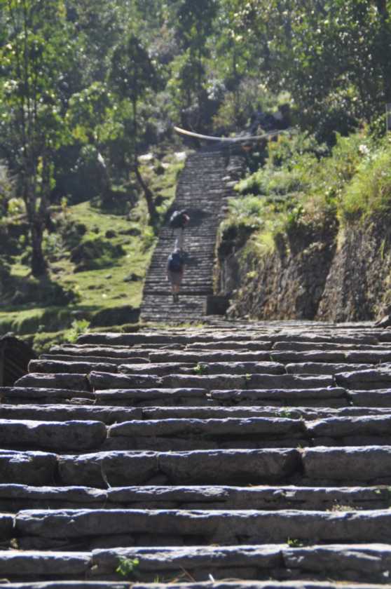 15-024 Bamboo-Jinua