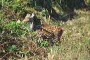 20-026 Chitwan