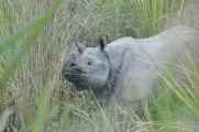 20-042 Chitwan