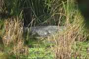 20-043 Chitwan