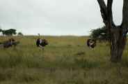 05-tanzania-41