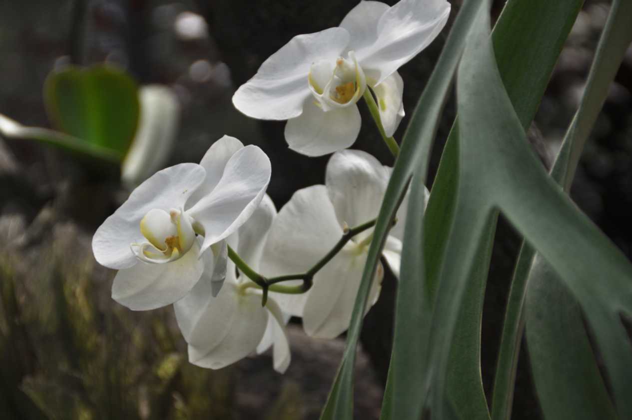 01 indo2010-75