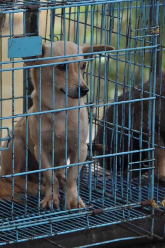 08 indo2010-036