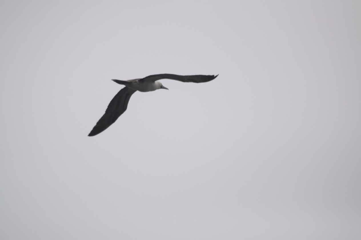 031 110505 Ballestas-Ica