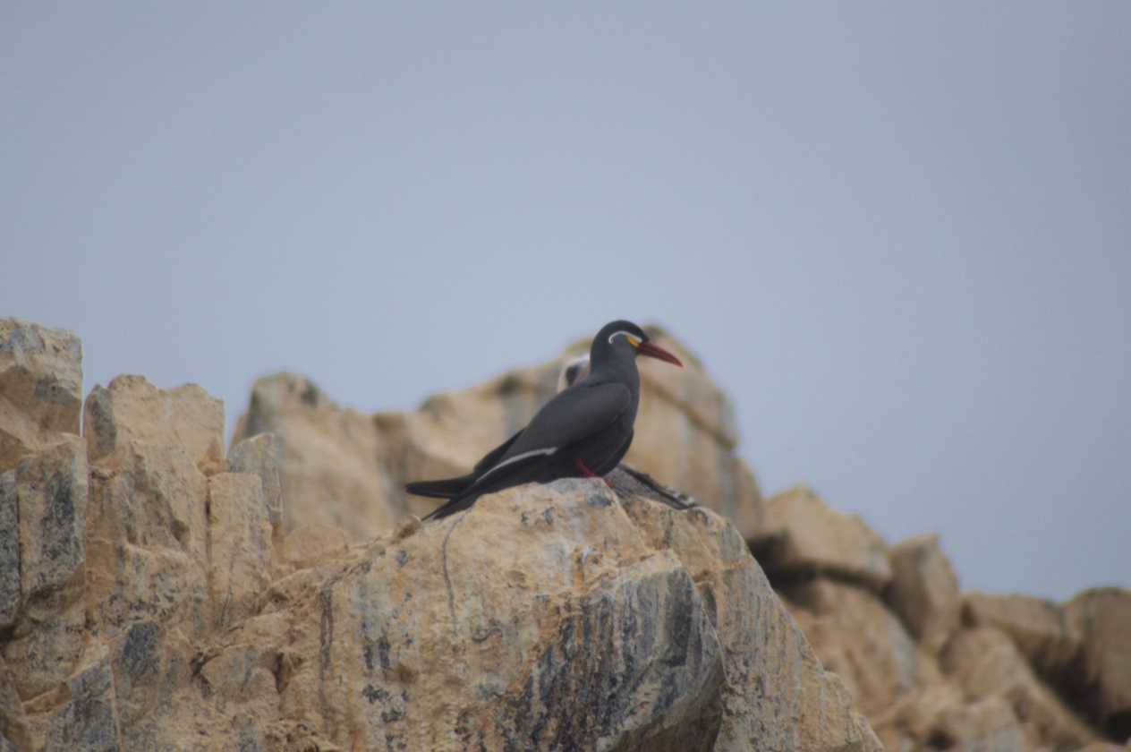 056 110505 Ballestas-Ica