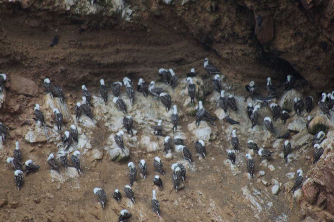 067 110505 Ballestas-Ica