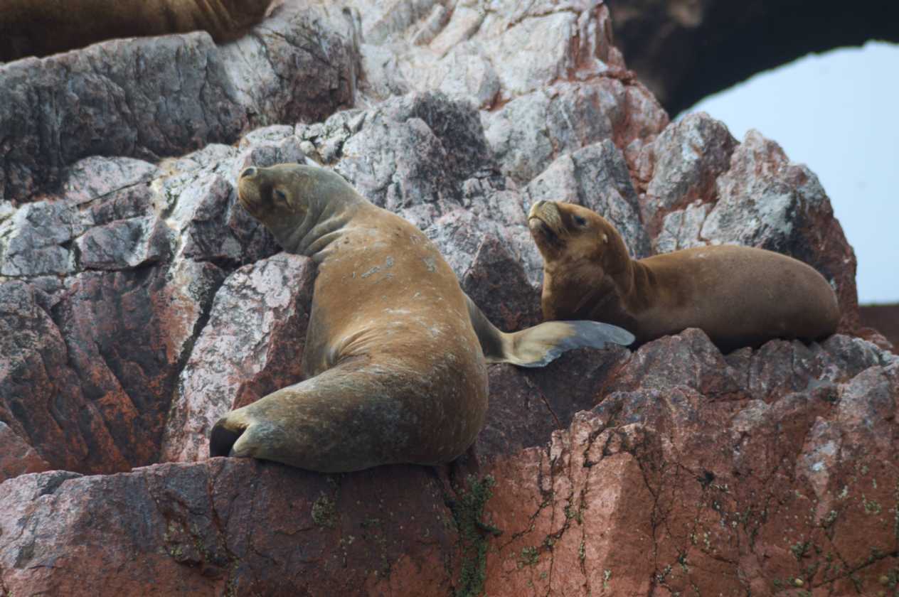 070 110505 Ballestas-Ica