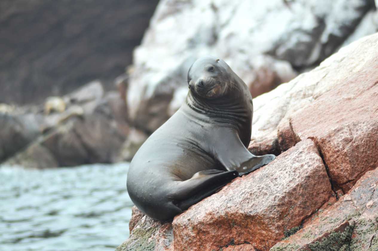 086 110505 Ballestas-Ica