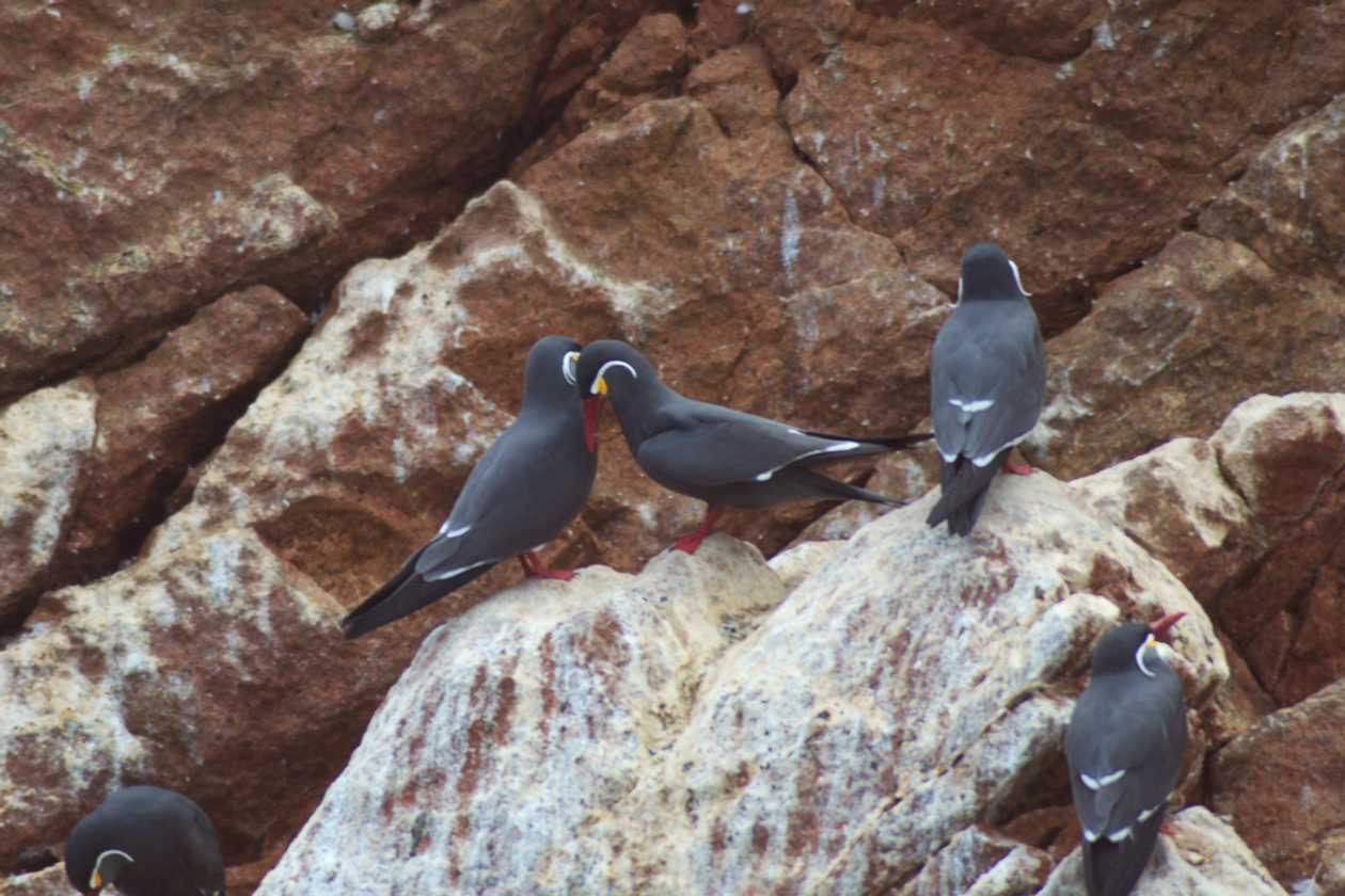 090 110505 Ballestas-Ica