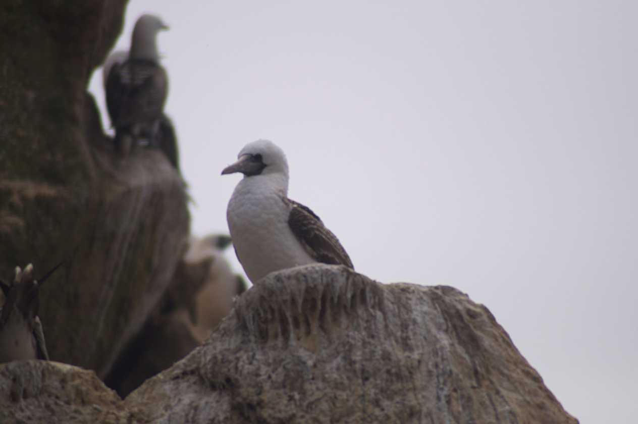 091 110505 Ballestas-Ica