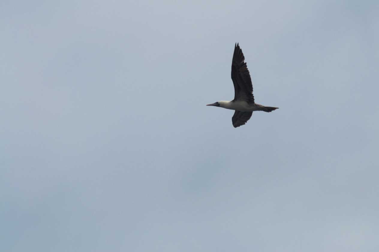 097 110505 Ballestas-Ica