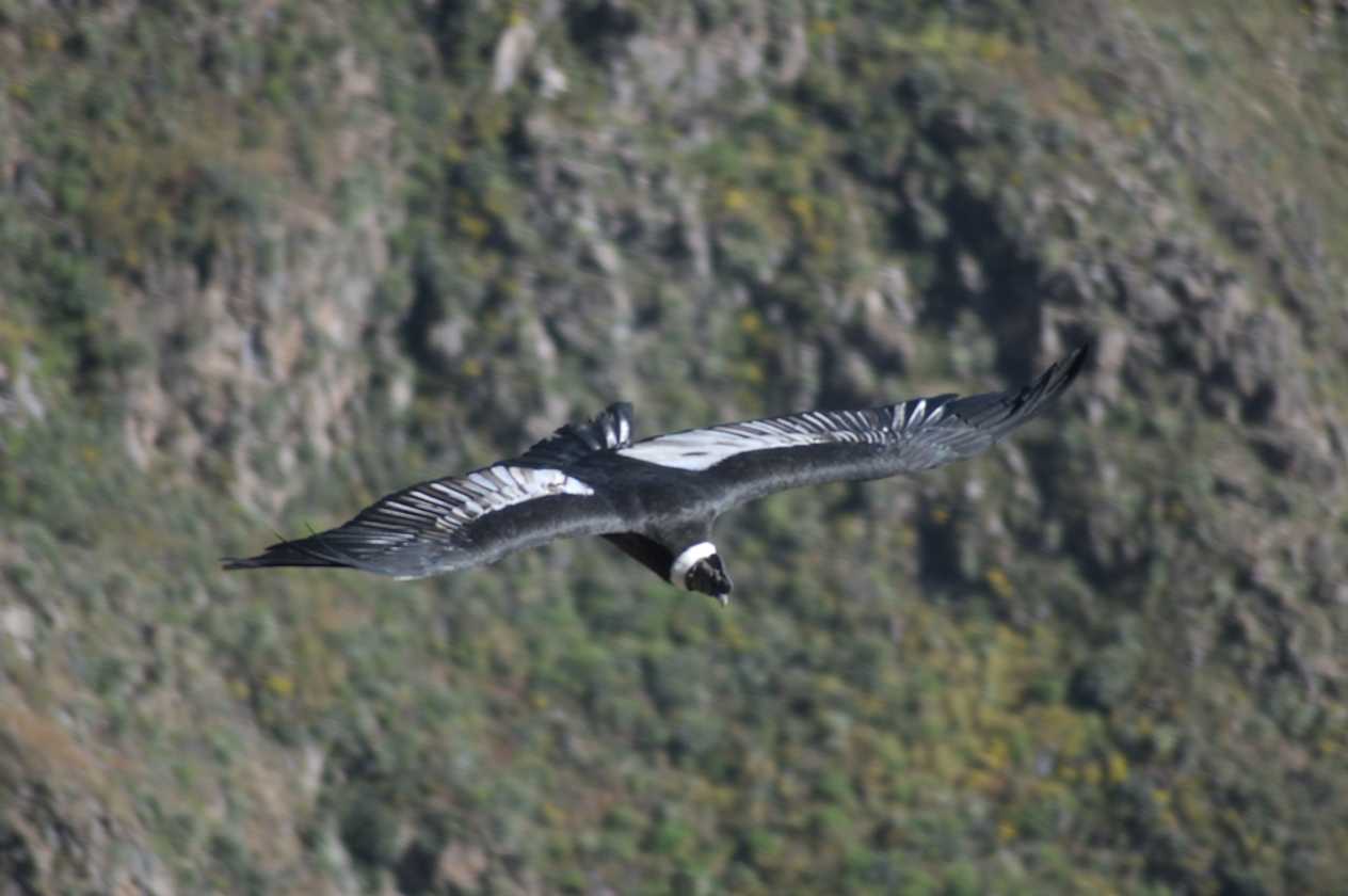 050 110511 Colca Canyon