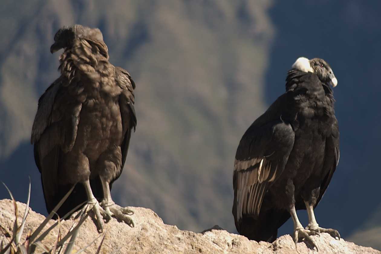 055 110511 Colca Canyon