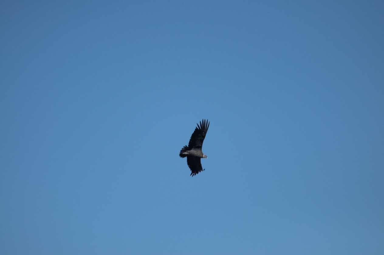 061 110511 Colca Canyon