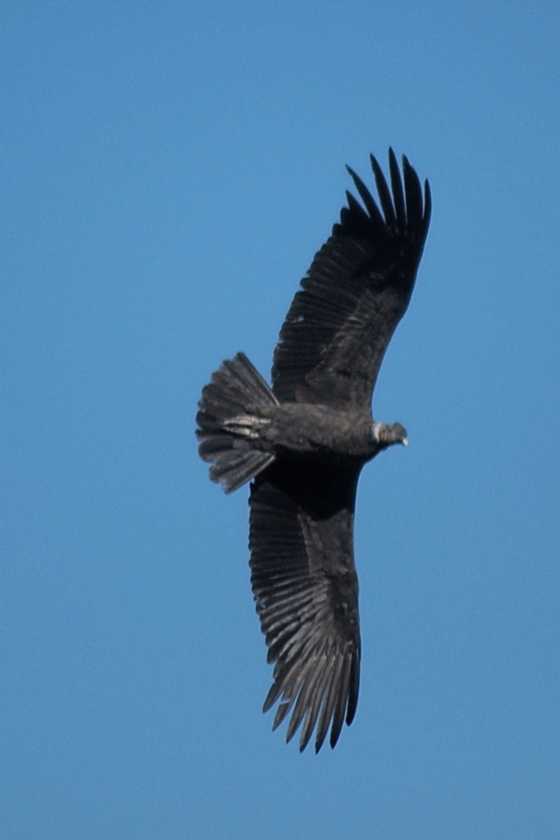 062 110511 Colca Canyon