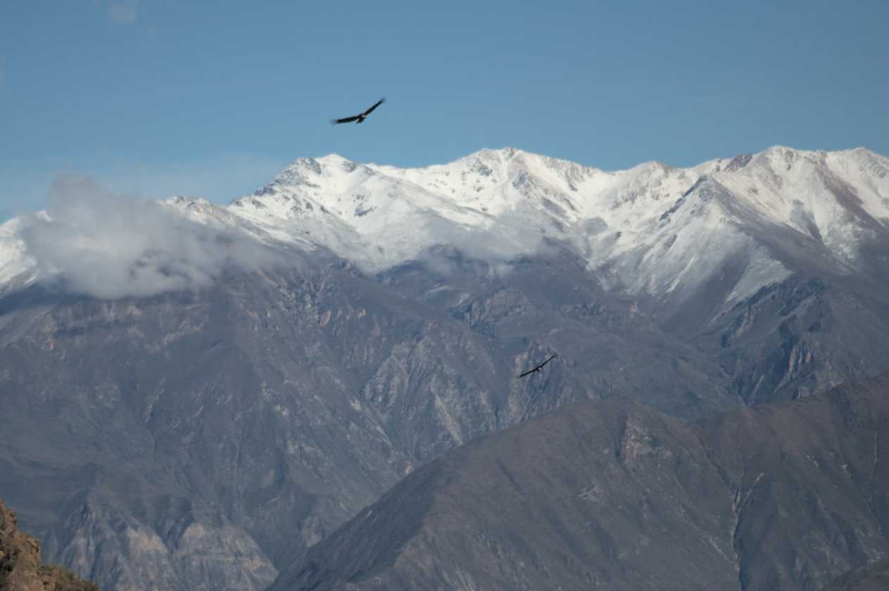 067 110511 Colca Canyon