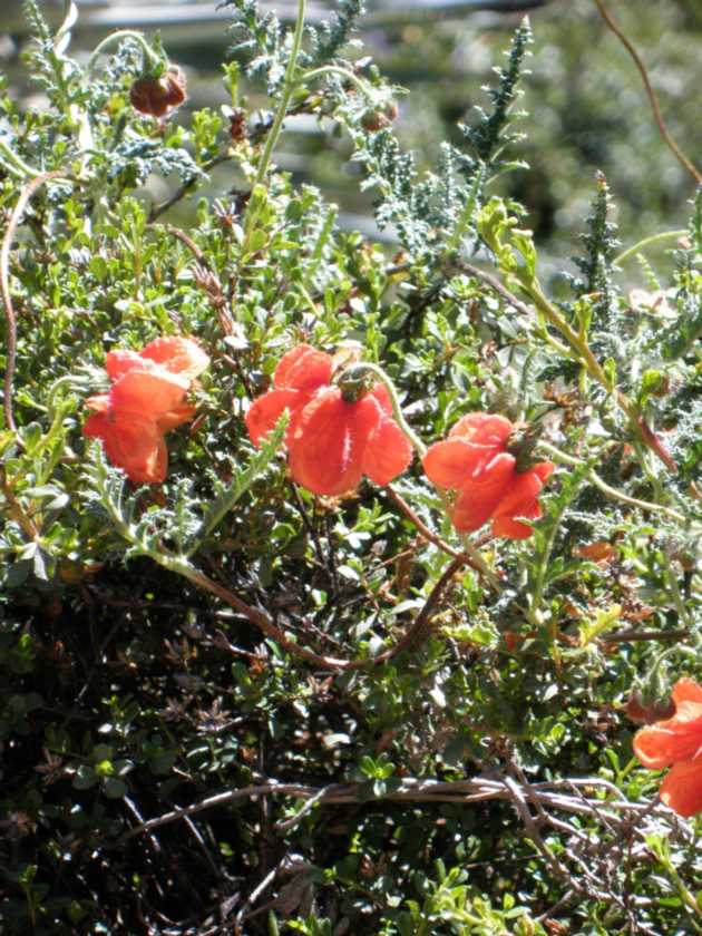 086 110511 Colca Canyon