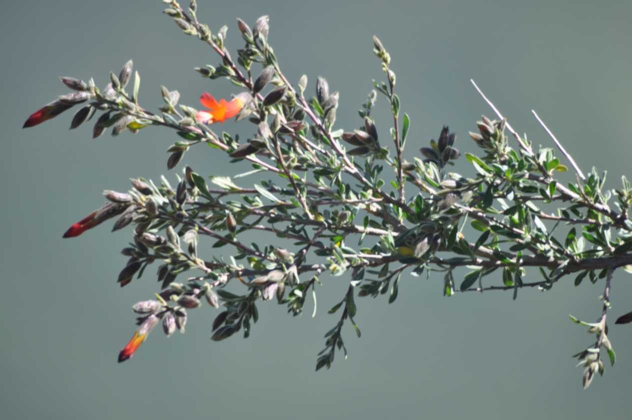 089 110511 Colca Canyon