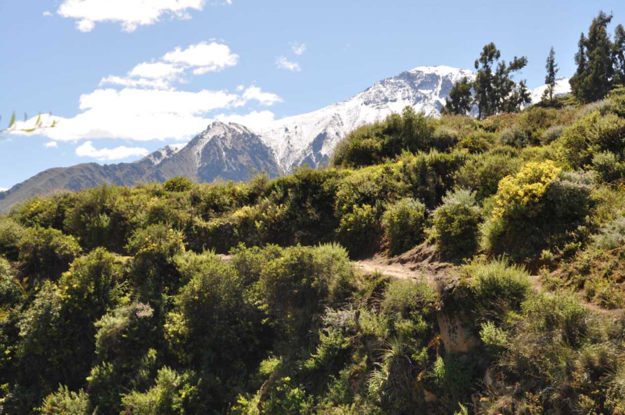 119 110511 Colca Canyon
