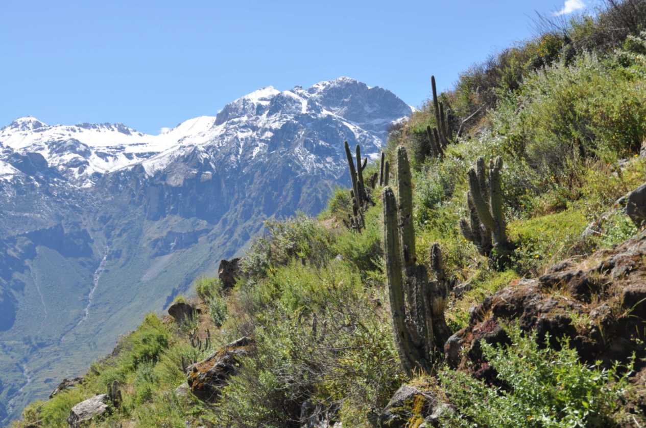 126 110511 Colca Canyon