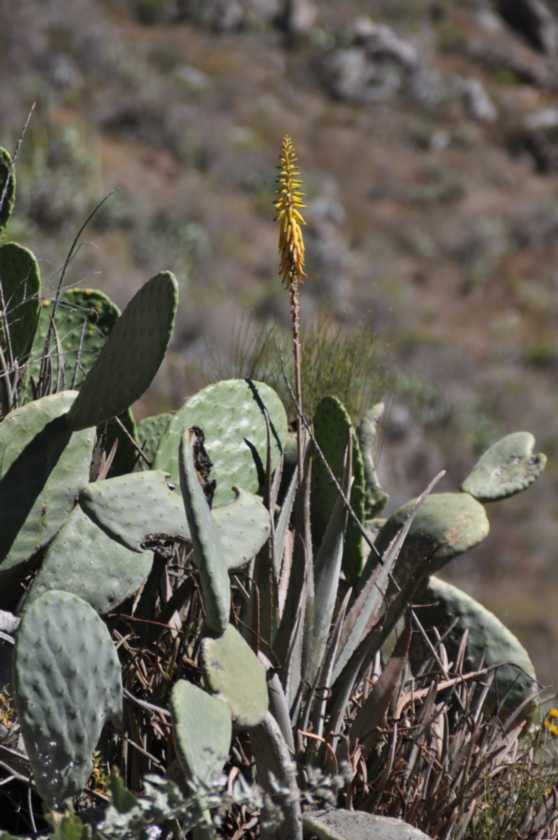 144 110511 Colca Canyon