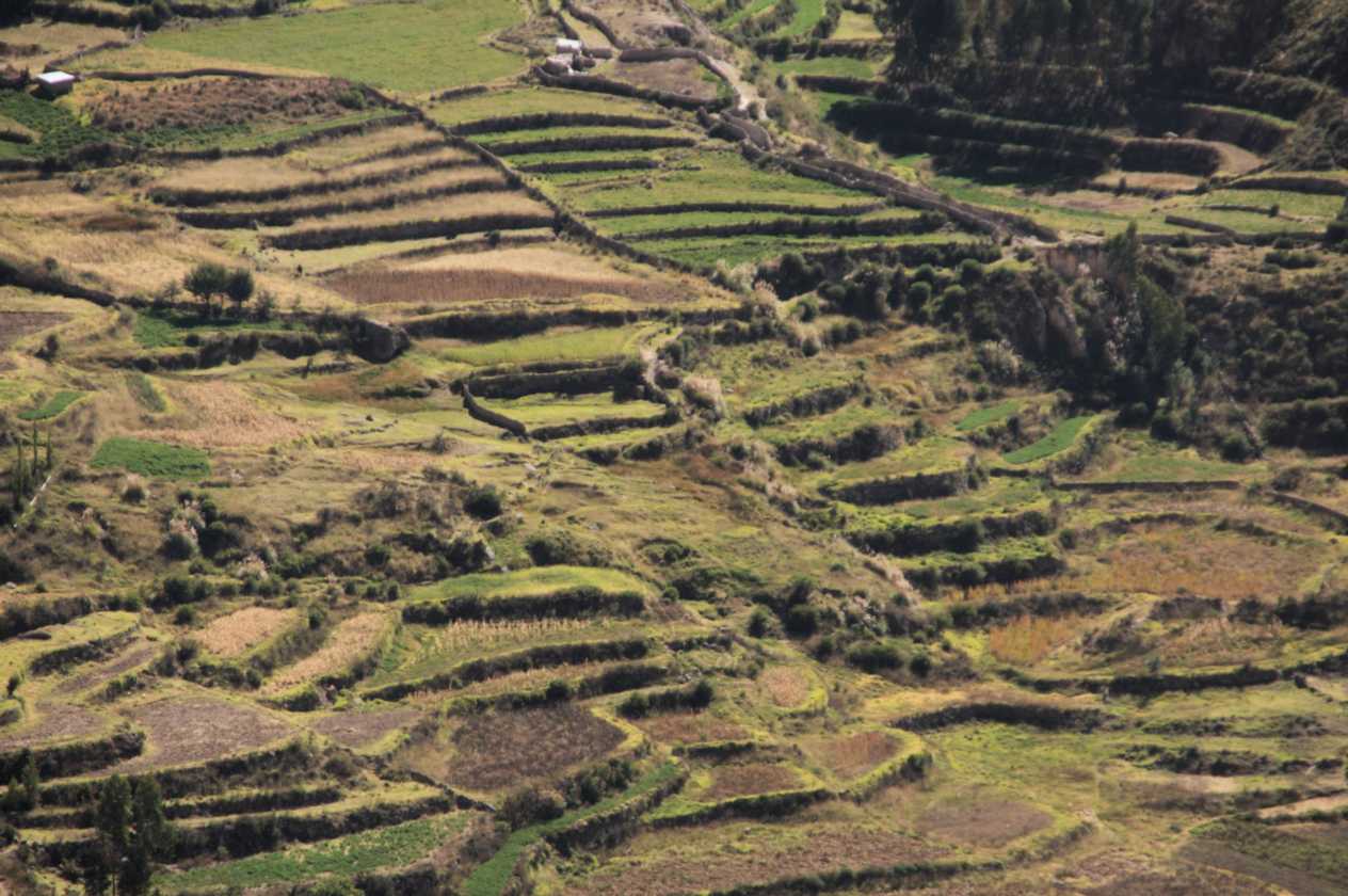 011 110512 Colca-Puno