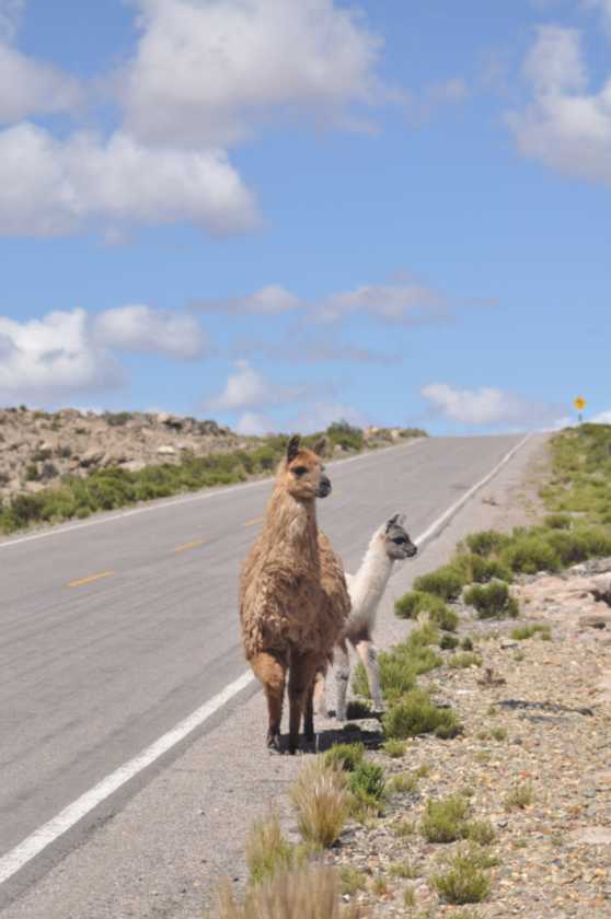 038 110512 Colca-Puno