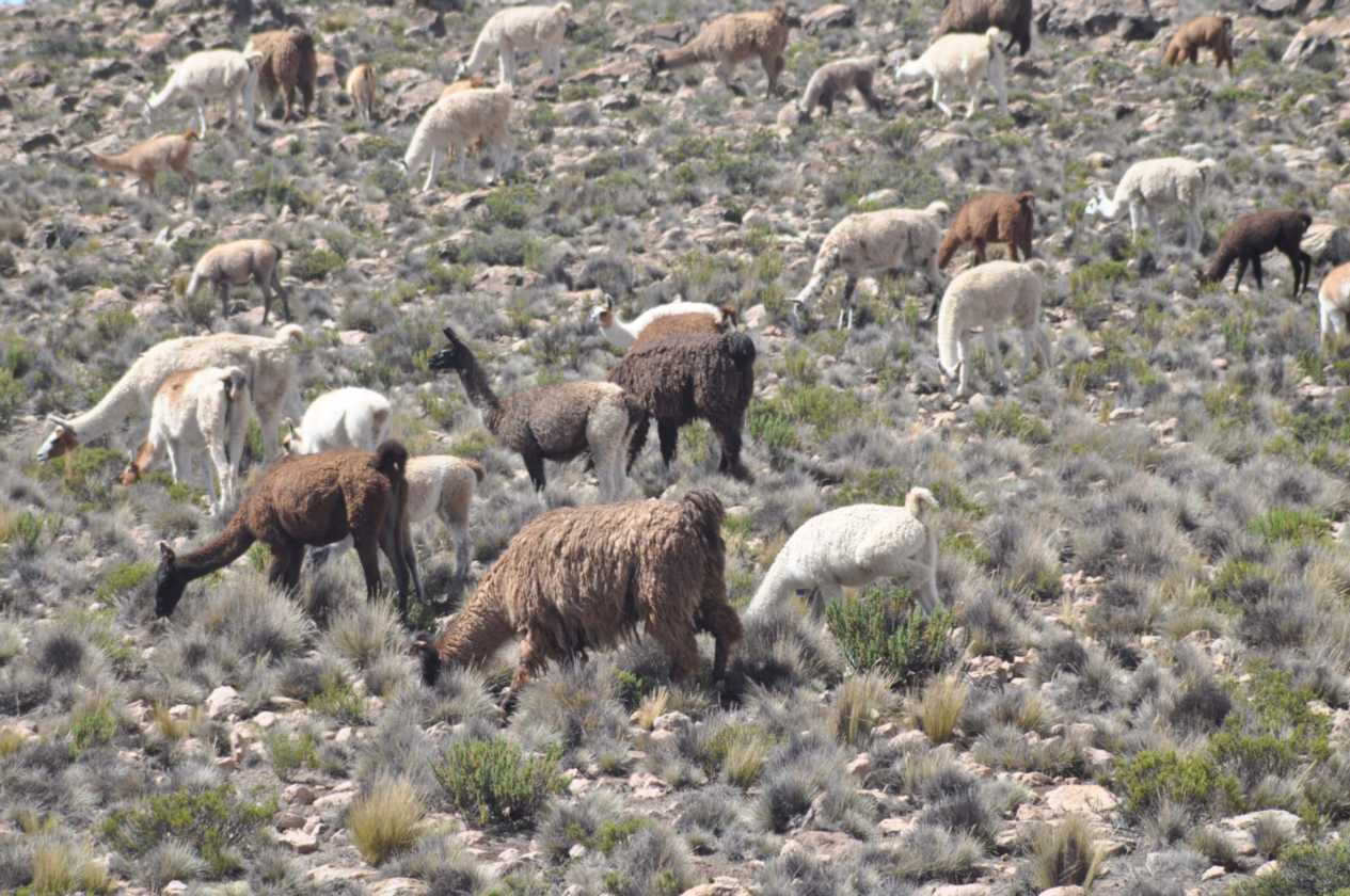 039 110512 Colca-Puno