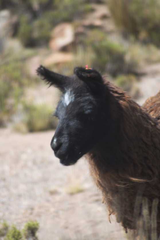 040 110512 Colca-Puno