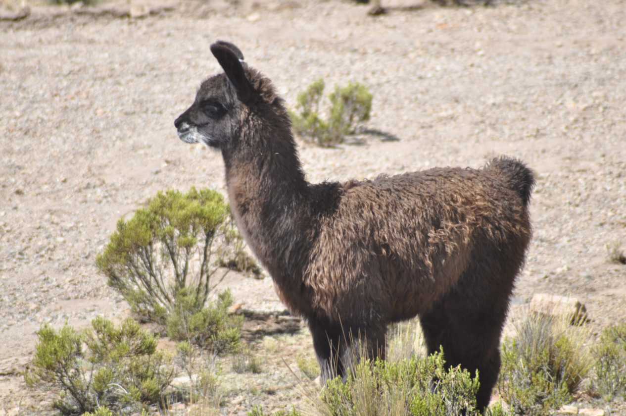 041 110512 Colca-Puno