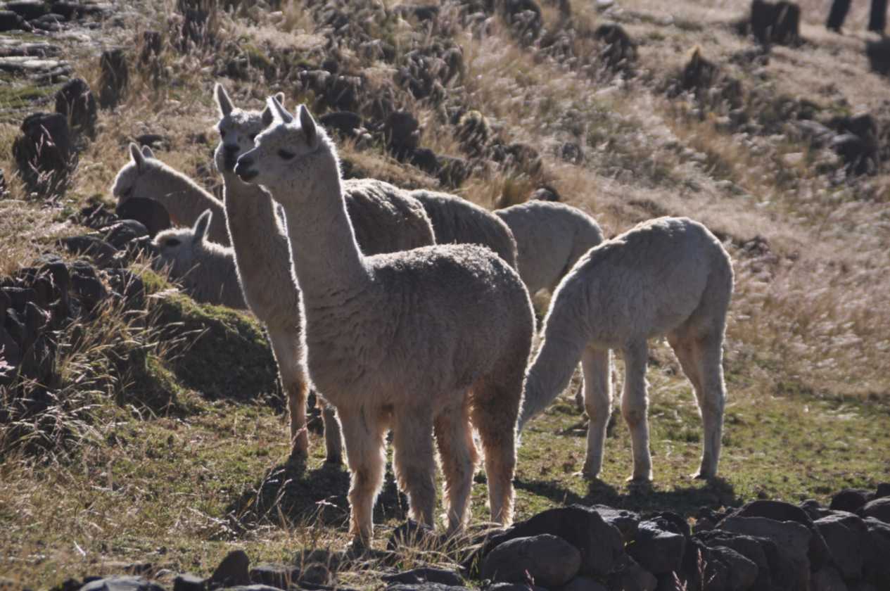 091 110513 Puno