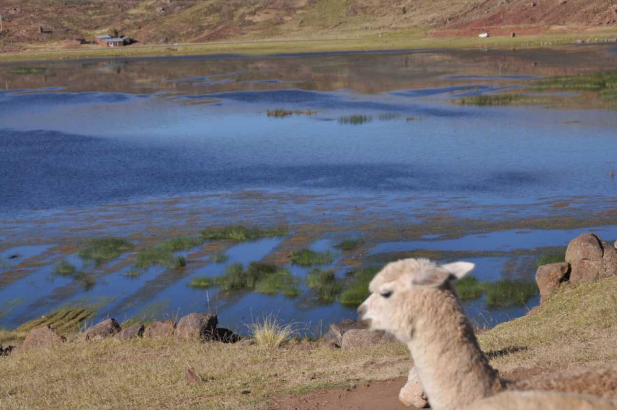 093 110513 Puno