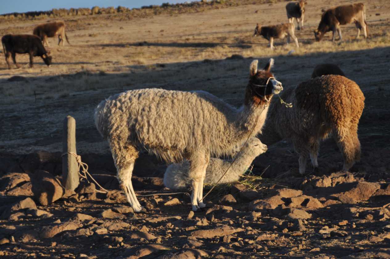 109 110513 Puno