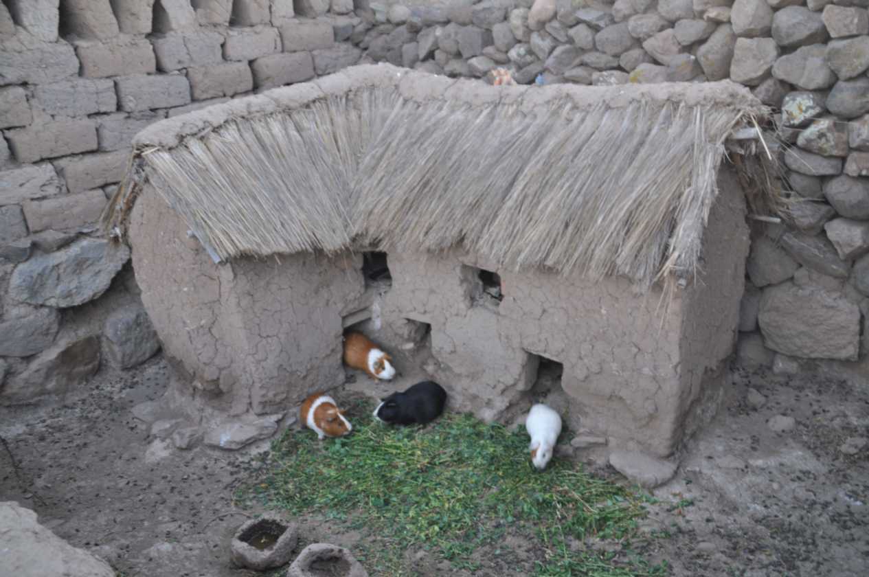 117 110513 Puno
