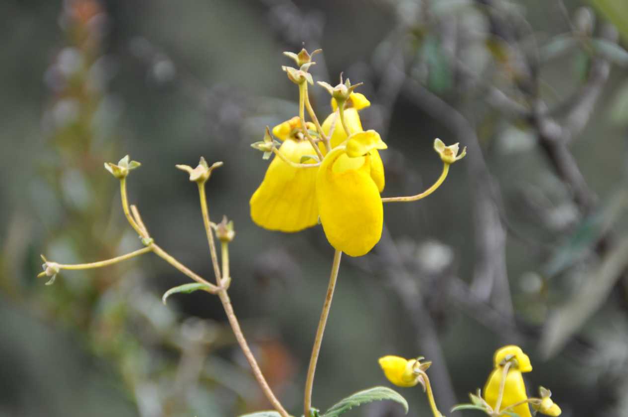 034 110519 Inca Trail 3