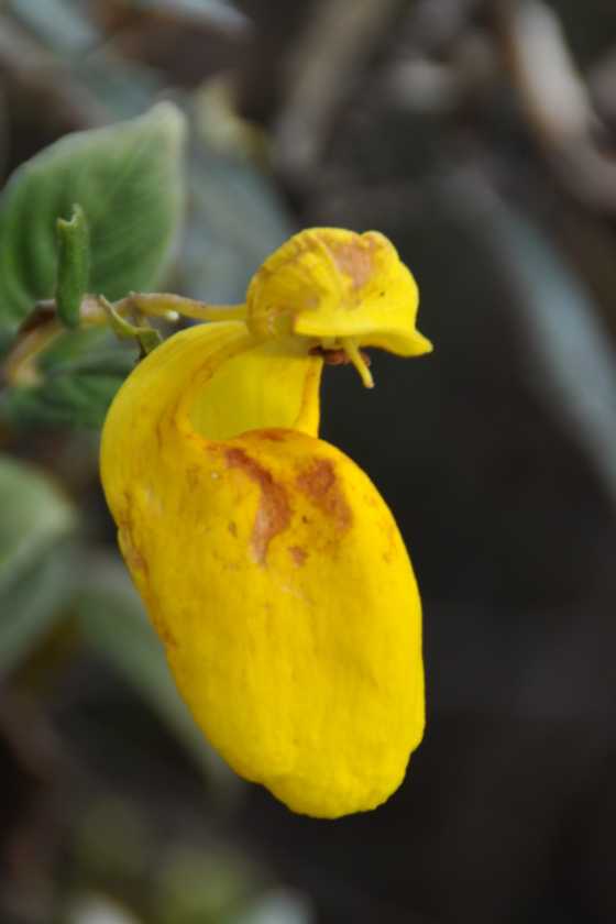 035 110519 Inca Trail 3