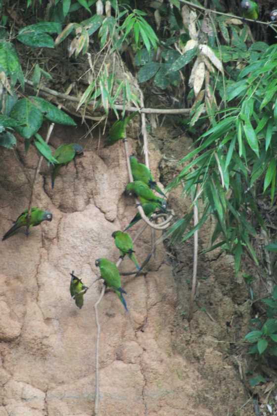 008 110522 Puerto Maldonado