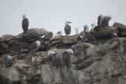 035 110505 Ballestas-Ica