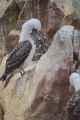 085 110505 Ballestas-Ica
