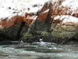 098 110505 Ballestas-Ica