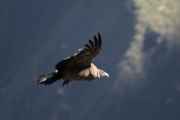 048 110511 Colca Canyon