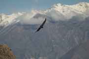 064 110511 Colca Canyon