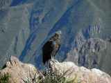 073 110511 Colca Canyon