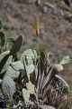 144 110511 Colca Canyon