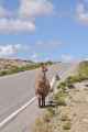 038 110512 Colca-Puno