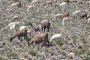 039 110512 Colca-Puno