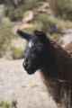 040 110512 Colca-Puno