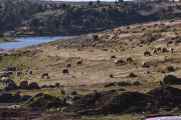 084 110513 Puno